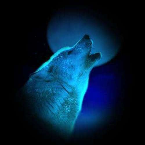 Дмитрий Жабота