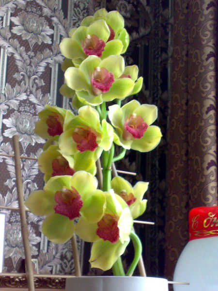 Ирина Лубянская