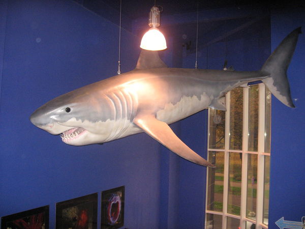 Светлана Маннова