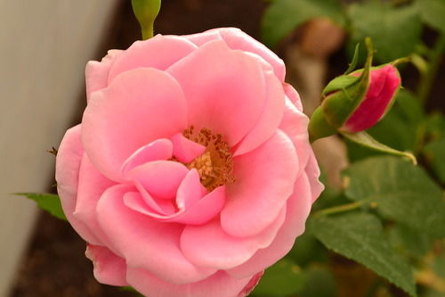 Елена Макова