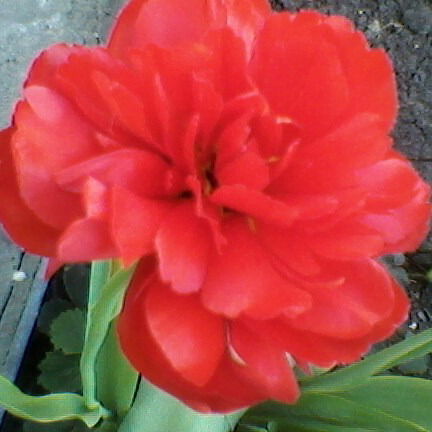 Светлана Хужина (Литвинец)