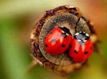 Айгуль Мусина