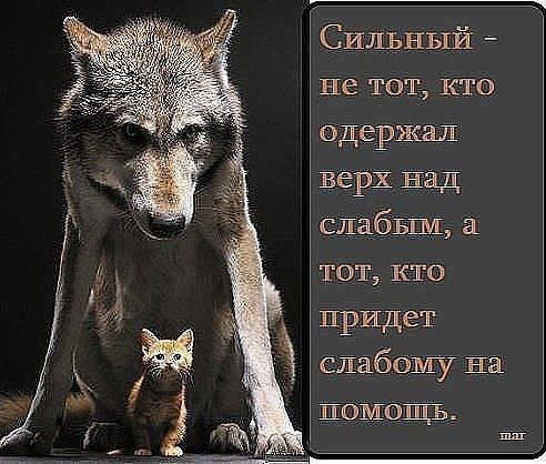 Виталий Волков