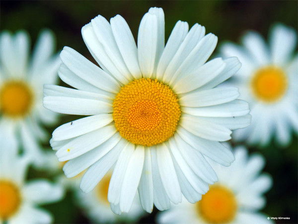 Екатерина Сергеевна