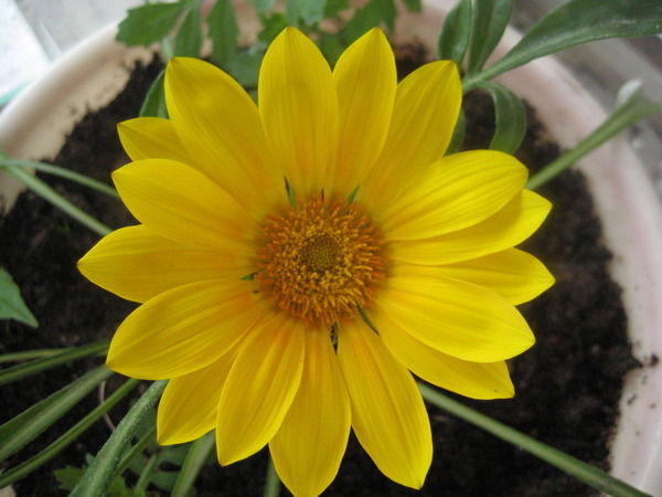 Альфия Назмиева