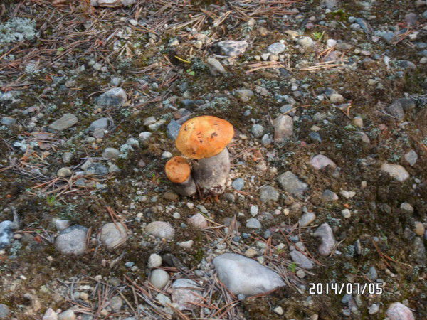 Андрей Сербин