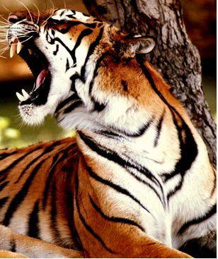 Александр Александров