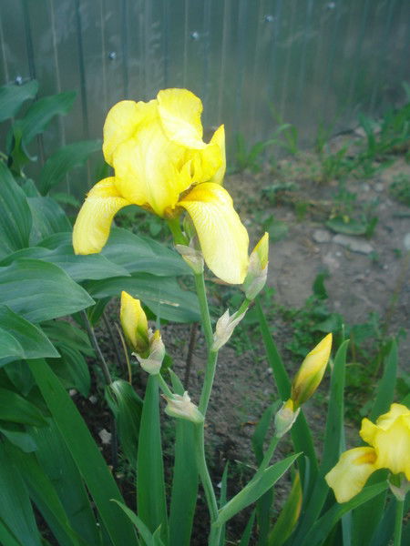 Светлана Баранова