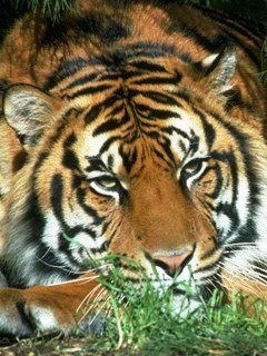 Лайт Селезнёв