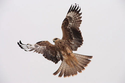 Наталья Малая