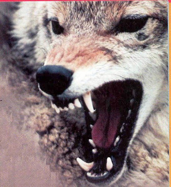 Дмитрий Пермяков