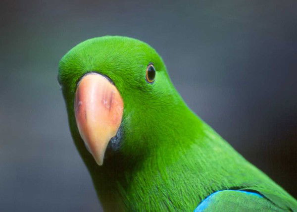 Андрей Минаев