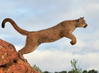 Алексей Патласов