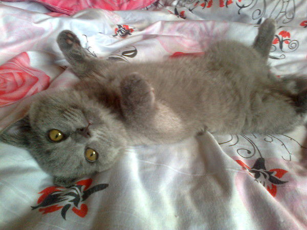 Елена Клюева