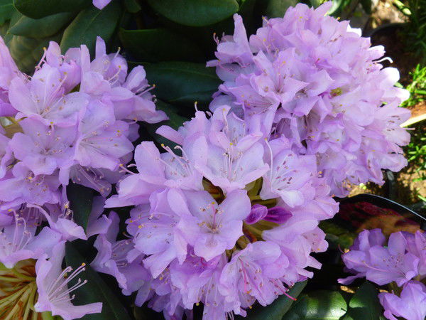 Елена Красноярова