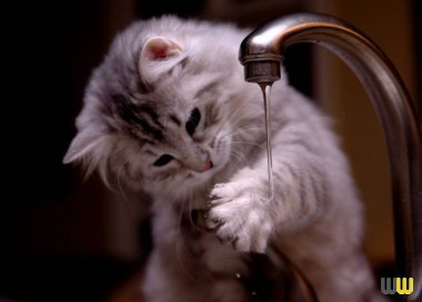 Валентина Дробина