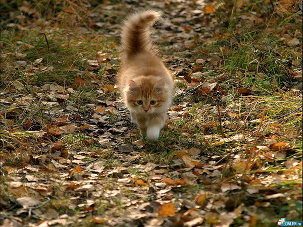 Елена Авдеева