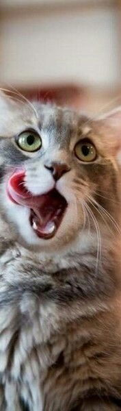 Елена Максименко