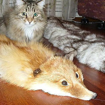 Николай Петрович