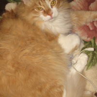 Елена Жарова