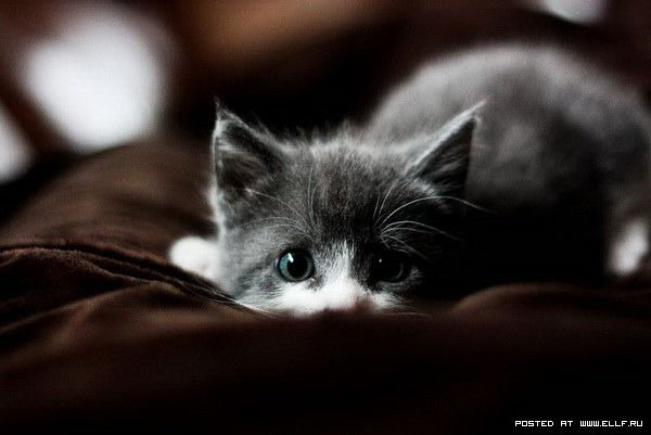 Айгерим Мухамедрахимова