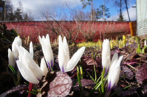Елена Кустова