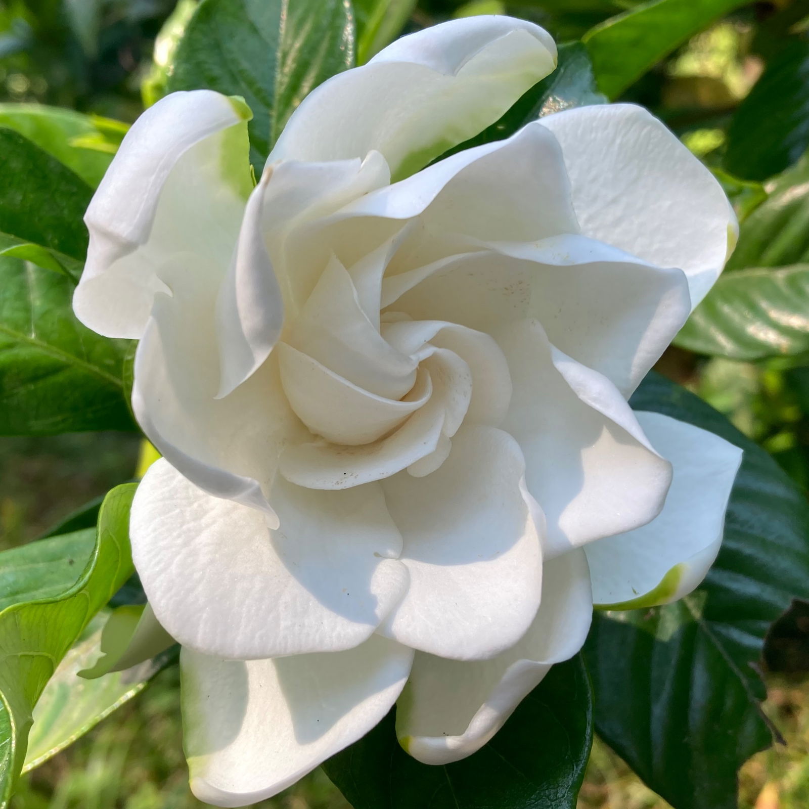 Клементина