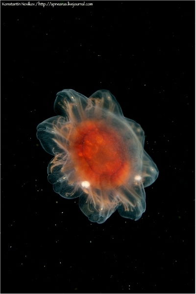 Лиза Белякова