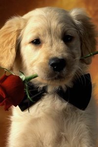 Касиет Биик