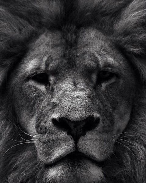 Антон Шмелёв