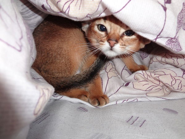 Жанель Доржигулова