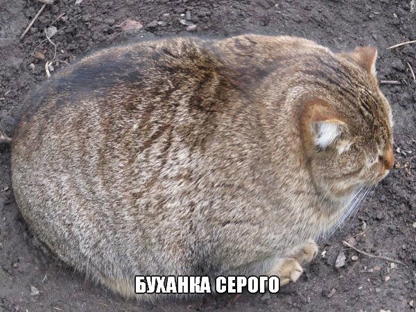 Ансор Наимов