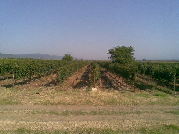 Gogita Mchedlishvili