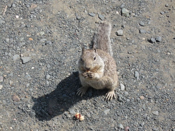 Елена Григорьева