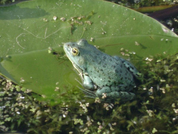 Марина Рашкевич