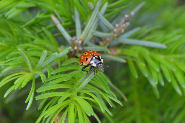 Алексей Миронов