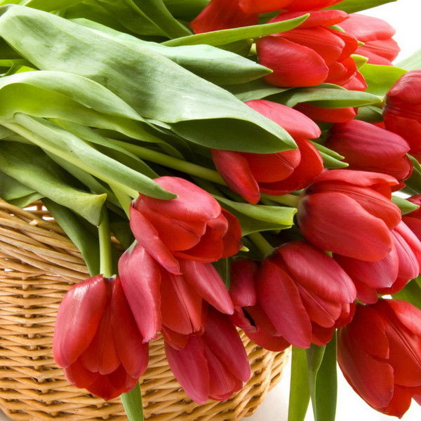 Маринэ Тошова