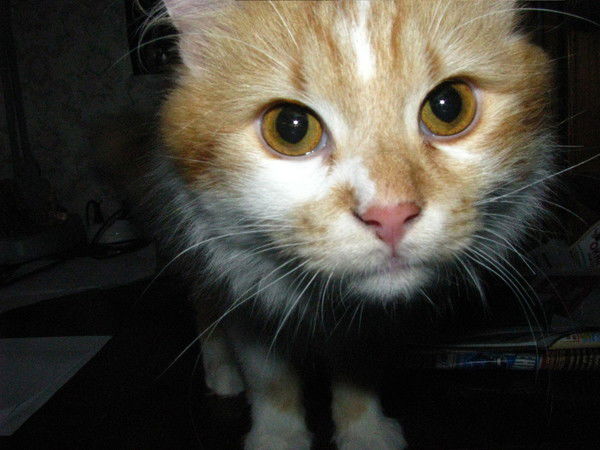 Анатолий Шулежко