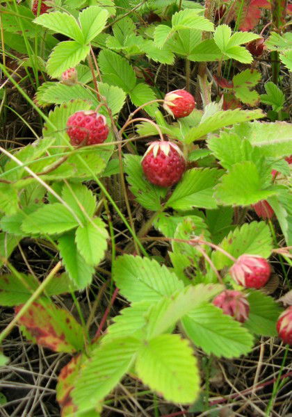 Елена Мальцева