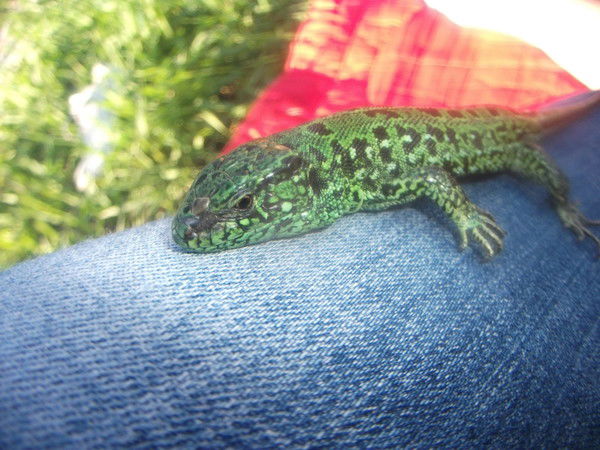 Динара Третьяченко