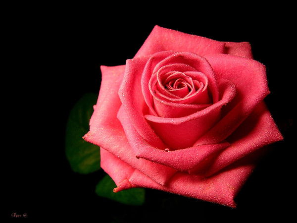 Света Теберикова