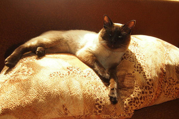 Аня Фёдорова