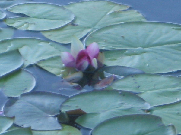 Ангелина Королёва