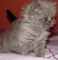 Диляра Хуснуллина