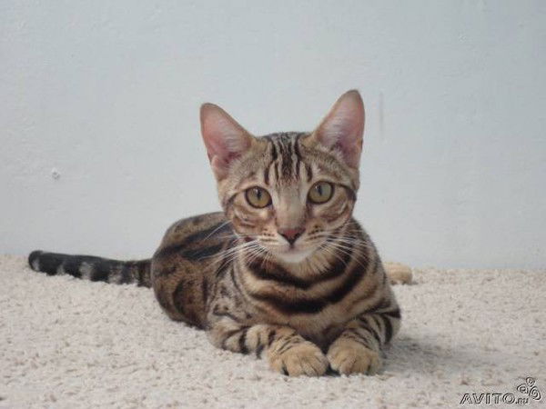 Ольга Цымбалова