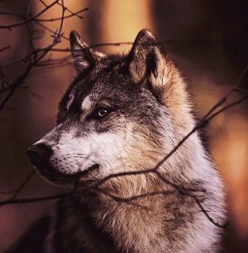 Азамат Саяхнуров