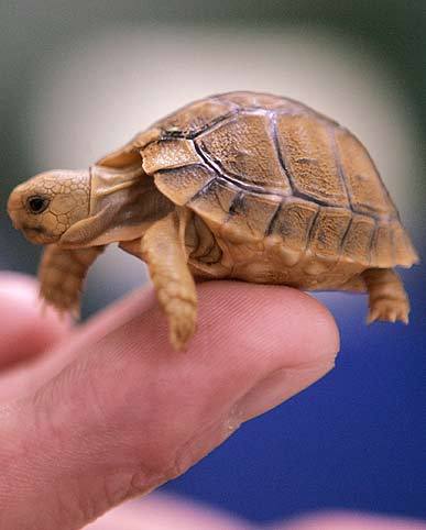 Альфира Халиулина