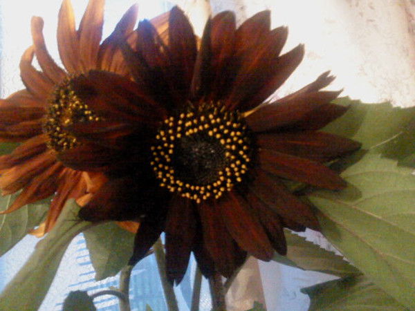 Любовь Любомирская