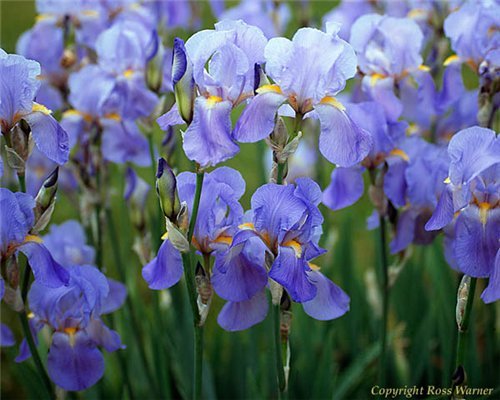 Ира Крылова