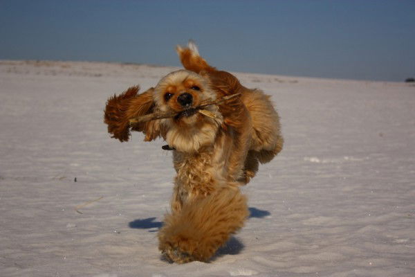 Светлана Завьялова